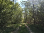 Meurthe-et-Moselle : un père condamné à 18 mois de prison avec sursis pour avoir tenté d’abandonner son enfant en forêt