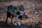 Eure-et-Loir : un loup a été détecté en pleine Beauce pour la première fois en quatre ans