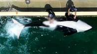 VIDÉO. « Choquant et dérangeant » : la stimulation sexuelle d’une orque de Marineland crée la polémique