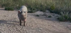 Cherche bénévoles pour capturer un cochon abandonné sur une route fréquentée des Bouches-du-Rhône