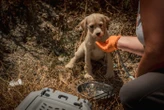 Indre : plus de 70 chiens sauvés par la SPA chez un particulier « dépassé par les événements »