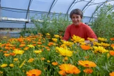 Des fleurs à déguster : dans l’île de Ré, une agricultrice ouvre les portes de son jardin comestible