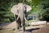 « Elle a été piétinée par le troupeau » : une fillette de 8 ans meurt dans une attaque d’éléphants en Indonésie