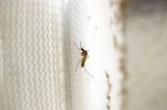 Virus du Nil occidental : les deux malades détectés en Seine-Saint-Denis sont sortis de l’hôpital