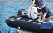 Sept bébés hippocampes ont été réintroduits en mer Méditerranée