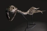 Un fossile de « monstre du Loch Ness » vendu aux enchères au ZooParc de Beauval : mise à prix 200 000 euros