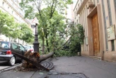 Chutes d’arbres à Paris : les essences sont-elles encore adaptées aux « nouvelles intempéries » ?