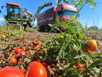 C’est quoi cette « polémique de la tomate », qui tend les relations entre la France et le Maroc au Salon de l’agriculture