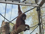 « Conditions optimums » ou « aménagement anachronique » ? Les orangs-outans du Jardin des plantes découvrent leur volière