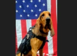 Un chien policier meurt de chaud après avoir été laissé dans un véhicule de patrouille aux États-Unis