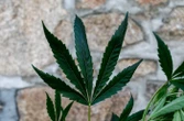 « 30 crises par jour » : il soulageait son fils épileptique avec de l’huile de cannabis, un père de famille dispensé de peine