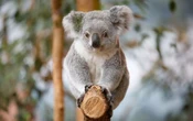 Australie : des chercheurs vont tester la «reconnaissance faciale» des koalas pour mieux les protéger