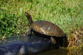 Actes de malveillance, vols d’animaux, intrusions... Qui en veut au Refuge des Tortues de Bessières ?