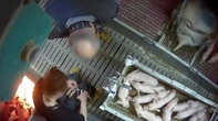 Porcelets castrés à vif et tués : L214 porte plainte pour « sévices » contre un élevage du Morbihan