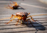 La ville de Rome fait-elle vraiment face à « une invasion » de cafards volants ?