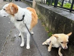 Paris : il ne tient pas son chihuahua en laisse sur le Champ-de-Mars et termine au commissariat
