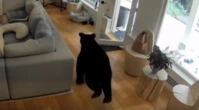 « Il est très protecteur » : Un chien chasse un ours qui s’était introduit dans le salon de ses propriétaires