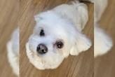 « Il lui a chopé la patte arrière » : Guizmo, un bichon maltais de 2 ans, meurt sous les crocs d’un molosse
