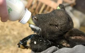 « Un cauchemar absolu » : un garçon de 4 ans hospitalisé après une infection provoquée par un animal dans une ferme pédagogique