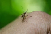 Virus du Nil occidental : deux premiers cas autochtones détectés en Île-de-France