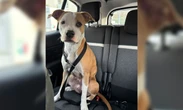 Le pauvre animal était enfermé depuis une semaine dans une voiture, un jeune chien secouru par des policiers marseillais