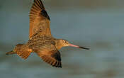 Barges, coucous, grives… Ces oiseaux migrateurs ont d’incroyables talents 