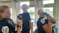 Nord : deux chats battus et étranglés sauvés par la police, leur propriétaire explique qu’il « s’ennuyait »