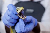Son sang pourrait révolutionner les antidotes contre les morsures de serpent