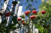 Faire pousser des plantes en économisant l’eau, mission impossible pour les pépinières ?