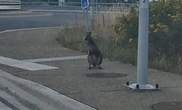 « L’animal est apeuré » : deux wallabies en fuite entre la France et la Belgique, la police mobilisée