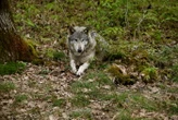 Et si vous passiez une nuit insolite tout près des loups ?Contenu proposé par ESPACE RAMBOUILLET