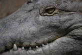 « J’ai vu un truc lourd, bizarre » : un crocodile retrouvé mort dans un canal à Roubaix