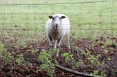 Un motard filmé conduisant avec un mouton vivant sur le périphérique à Lyon, un signalement déposé