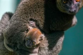 Besançon : naissance « rarissime » d’un lémurien menacé, surnommé le « petit panda de Madagascar »