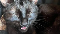 VIDÉO. « Je voyais mon chat mourir » : une voyageuse dénonce l’absence de climatisation dans son TGV