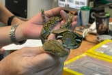 Le passager d’un avion arrêté à l’aéroport de Bombay avec seize serpents dans ses valises