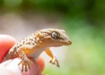 « Un des rares reptiles en France dont la population augmente » : un lézard protégé observé dans le Grand Ouest