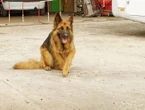 Il traîne son chien mort derrière sa voiture sur plusieurs kilomètres, des internautes le retrouvent et brûlent sa maison