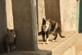 « C’est complètement mensonger » : la brigade verte du Haut-Rhin accusée à tort d’exterminer des chats errants