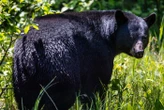 Un Américain se réveille nez à nez avec un ours dans son camping-car et le tue d’une balle dans la tête