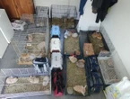 « Ils avaient creusé des galeries dans le canapé, les meubles… » : une centaine de lapins sauvés d’un logement