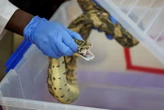 Un serpent mort découvert dans un plat cause l’intoxication d’une centaine d’élèves en Inde