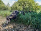 «Ces bêtes pèsent quand même 500 kg»: dans l’Oise, la traque insolite… de deux buffles