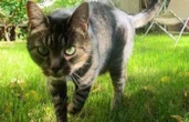« Stop à la bêtise et à la méchanceté » : drogués, enlevés, scalpés… Une vingtaine de chats torturés dans le Var