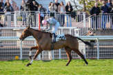 Arrivée du quinté du samedi 8 mars à Auteuil : Rêve de Prince de bout en bout