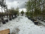 Un orage de grêle, 200 000 euros de dégâts... Cette pépinière de Haute-Garonne lance une cagnotte pour relancer son activité