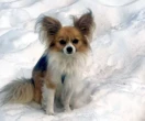 « Un héros à quatre pattes » : son maître tombe dans une crevasse en Suisse, un chihuahua alerte les secours et lui sauve la vie