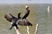 « Le cormoran est là, il faut faire avec » : les pêcheurs du lac du Der veulent protéger les poissons sans tuer leurs prédateurs à plumes