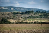 Viticulture : une feuille de route présentée pour sauver le vignoble des Pyrénées-Orientales