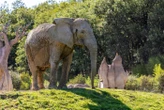 Après la mort de Sabi, le parc African Safari « va observer de près le comportement » de ses deux compagnes d’enclos